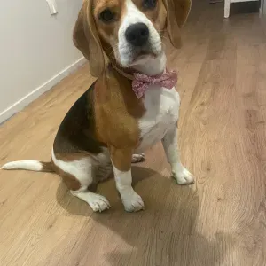 Petsitter pour adorable beagle