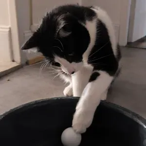 M'occuper de votre chat pendant votre absence