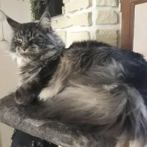 Offre d'emploi pour un(e) petsitter à Pleurtuit