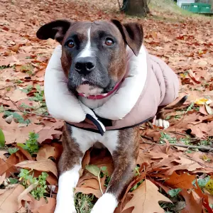 Pet sitting como e provincia ♥️