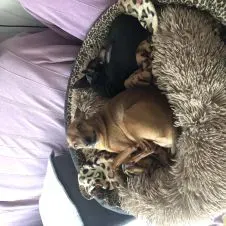 Assitance à votre compagnon à 4 pattes