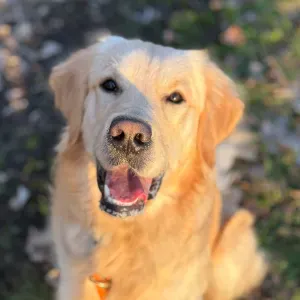 Promenades pour Ace 🌼