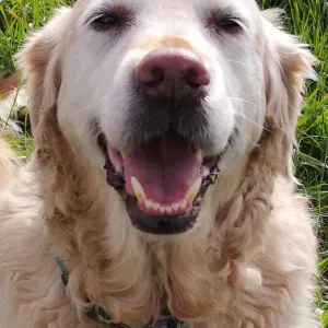 Nounou d'amour pour vos loulous