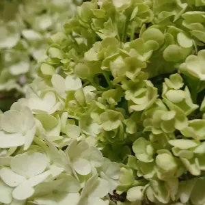 Assistante menagere dans ma localite