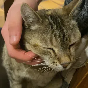 Pet-sitter Besancon 25000 Julia 