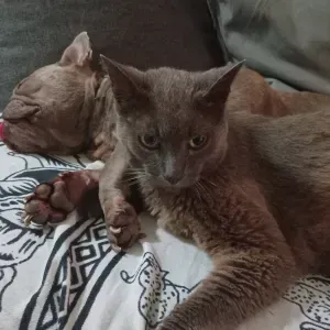 Pet sitter a rodez passionnée par les animaux 