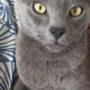 Gardienne tout animaux ayant moi meme des animaux 