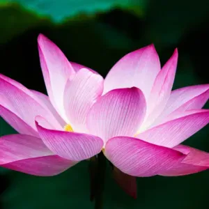 Soutien scolaire à destination des  primaires / collégiens 