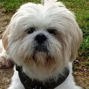 Pet-sitter dans le Pays Bigouden