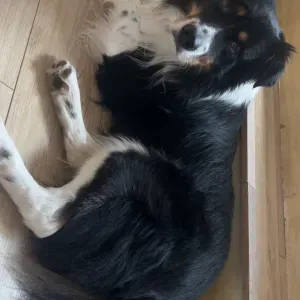 Manque de temps ? Balades et visites pour vos animaux !