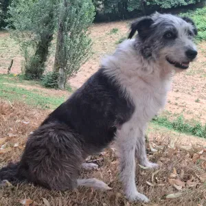Garde chien
