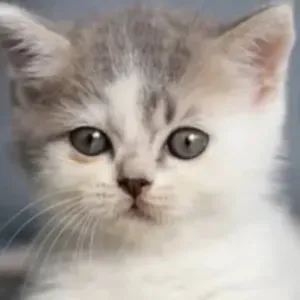 Cuidador de animales Valladolid