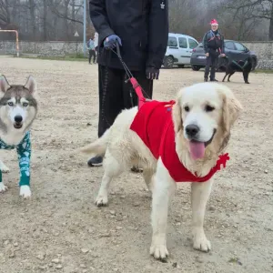 Pet sitter à Moissy Cramayel ( 77) 