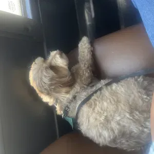 pet sitting service at my place