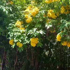 Baby-sitter tres responsable, 