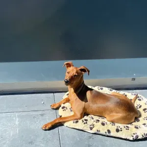 Cherche promeneur pour 1h lundi 14.06 et mardi 15.06