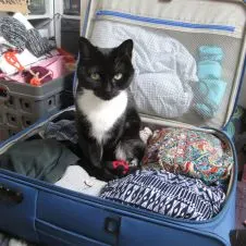 Garder une petite chatte malade