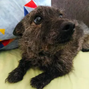 Ieškau močiutės šuniukui pavedžiotojo 1 k/dieną