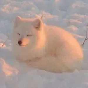 Prof particulier Anglais/aide au devoirs 