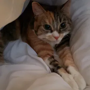 Gardienne des animaux en ile de France et à Paris