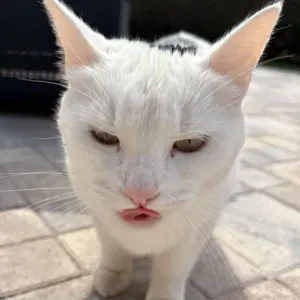 Auxiliaire de vie sociale à Gérardmer et ses alentours 