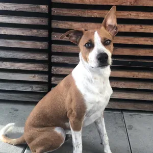 Garde de mon chien week-end du 06 au 10 Juillet