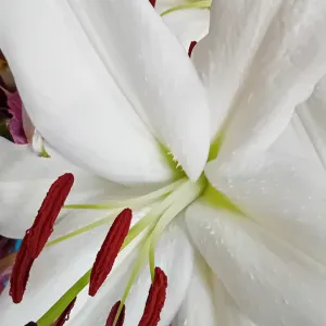 Auxiliaire de vie pour aînés sur Perpignan 