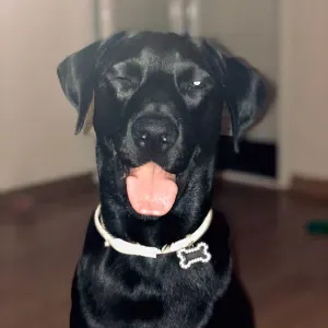 Canguro en Badajoz con experiencia. 