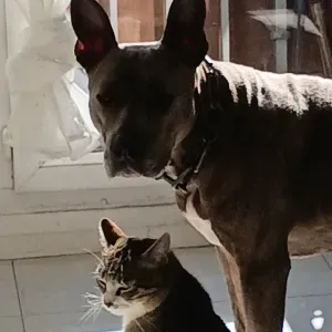 Promenade des chiens donner a mange au animaux