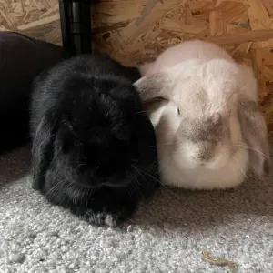 Amoureuse des Animaux à Leers