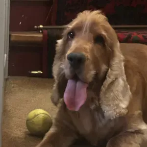 Procuro um petsitter perto de mim