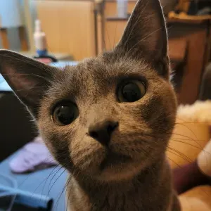 Garde à mon domicile chats/chiens