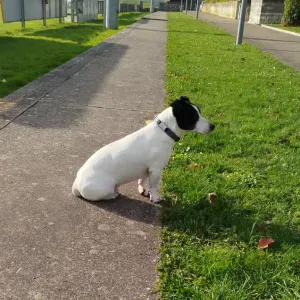 A la recherche d'une pet-Sister