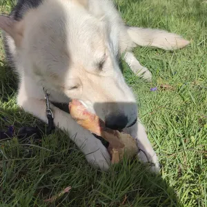 Pet-Sitter à Marseille et ses alentours 