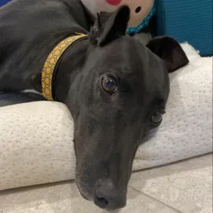 Caring & Reliable Pet Sitter in Troyes