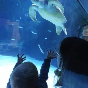 Offre d'emploi pour une baby-sitter à Sauvagnon