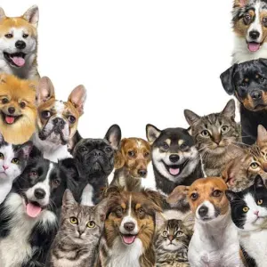 Pet-sitter à Ronchin ! Mes meilleurs amis c'est les animaux 