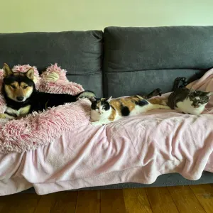 Cuidadora y paseadora de perros