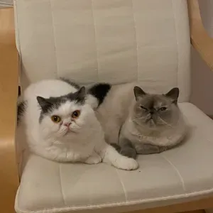 Looking for cat sitter Berlin