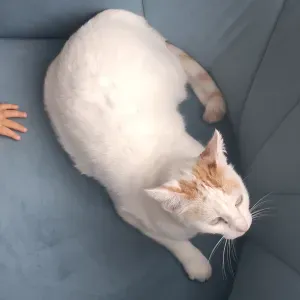 Recherche un(e) pet Sitter pour Maggie