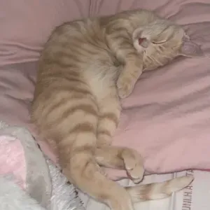 Pet-Sitter Paris et Ile-De-France