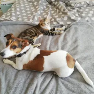 A la recherche d'un.e petsitter  à Aix les Bains 