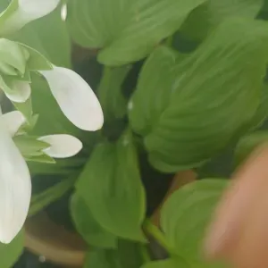 Femme de ménage expérimentée à domicile Meyrin