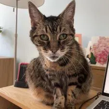 Procura-se um petsitter para visitar o nosso gato 25-27 Aug