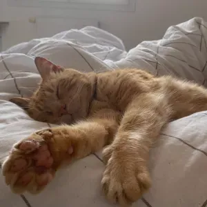 Pet-Sitter à Toulouse ou Montaigut-Sur-Save !