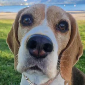 Garde femelle beagle du 17 au 20 septembre