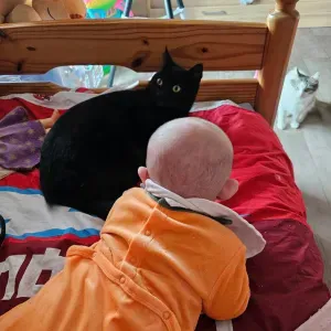 Recherche baby-sitter - garde d'enfants à Hilsenheim