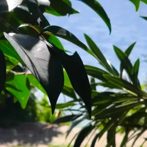 Addetta alle pulizie domestiche 