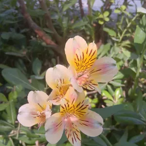 Pet-Sitter sur Nîmes qui aime s'occuper des animaux 