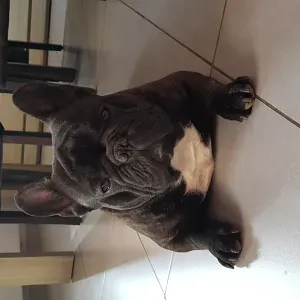 garder mon chien a Villefranche sur saone